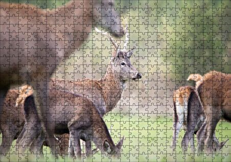 Cakapuzzle Çayırda Otlayan Ren Geyikleri Puzzle Yapboz MDF Ahşap
