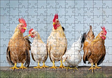 Cakapuzzle Duvarın Üstünde Kahverengi Beyaz Tavuklar Puzzle Yapboz MDF Ahşap