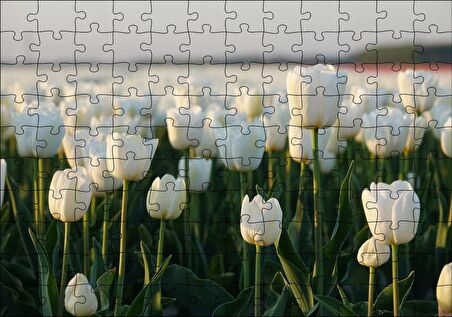 Cakapuzzle Gündoğumunda Beyaz Laleler Puzzle Yapboz MDF Ahşap