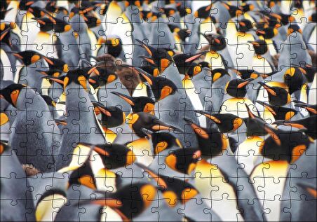 Cakapuzzle İmpataror Penguenleri Bir Arada Puzzle Yapboz MDF Ahşap