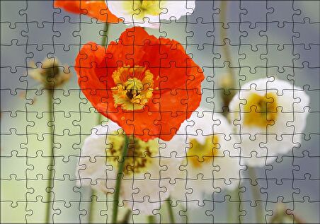 Cakapuzzle Kırmızı ve Beyaz Gelincikler Yakın Çekim Puzzle Yapboz MDF Ahşap