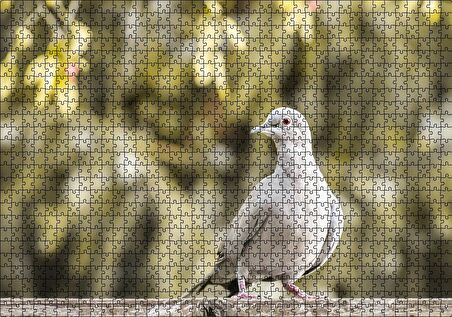 Cakapuzzle Kütük Üzerinde Gri Kumru Flu Arka Plan Puzzle Yapboz MDF Ahşap