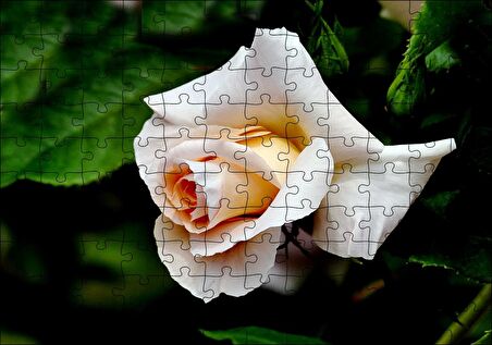 Cakapuzzle Sarı Beyaz Gül Yakın Çekim Puzzle Yapboz MDF Ahşap