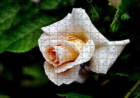 Cakapuzzle Sarı Beyaz Gül Yakın Çekim Puzzle Yapboz MDF Ahşap
