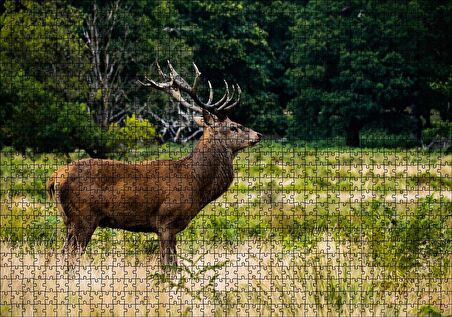 Cakapuzzle Sarı Yeşil Otlar Arasında Ren Geyiği ve Orman Puzzle Yapboz MDF Ahşap