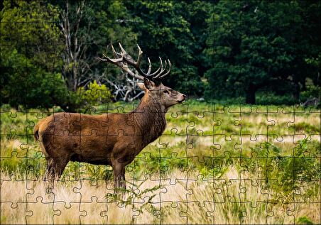 Cakapuzzle Sarı Yeşil Otlar Arasında Ren Geyiği ve Orman Puzzle Yapboz MDF Ahşap