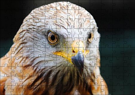 Cakapuzzle Şahin Keskin Gözler Yakın Çekim Puzzle Yapboz MDF Ahşap