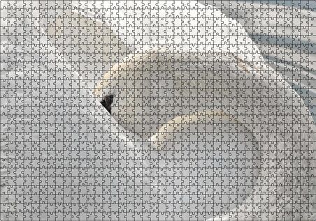 Cakapuzzle Tüylerini Temizleyen Zarif Beyaz Kuğu Puzzle Yapboz MDF Ahşap