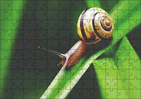 Cakapuzzle Yeşil Yaprak Üzerindeki Salyangoz Yakın Çekim Puzzle Yapboz MDF Ahşap