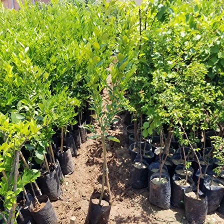 3 Yaş Aşılı Citrus Calamondin Süs Mandalinası Fidanı, Torbada