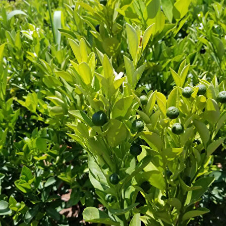 6 Yaş Aşılı Calamondin Süs Mandalinası Fidanı, Saksıda