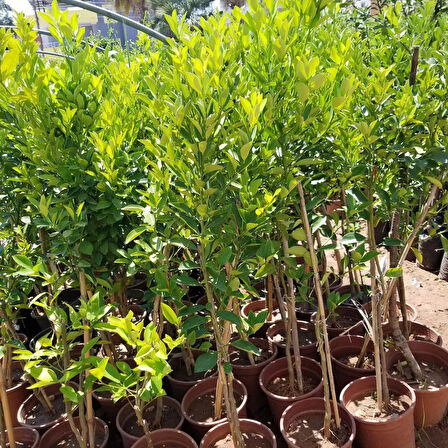 6 Yaş Aşılı Calamondin Süs Mandalinası Fidanı, Saksıda