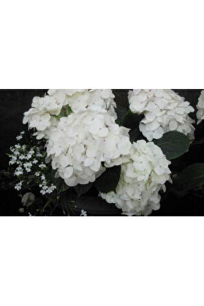 Beyaz Ortanca Çiçeği Fidanı Tüplü 10-20 cm