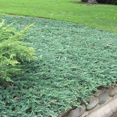 Juniperus horizontalis 'Blue Chip' – Mavi Sürünücü Ardıç Yer Örtücü 15-20 cm