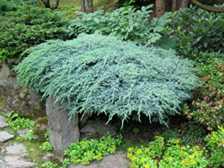 Juniperus horizontalis 'Blue Chip' – Mavi Sürünücü Ardıç Yer Örtücü 15-20 cm
