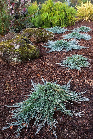 Juniperus horizontalis 'Blue Chip' – Mavi Sürünücü Ardıç Yer Örtücü 15-20 cm
