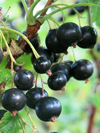 Karayemiş  fidanı(Laurocerasus officinalis),2 adet
