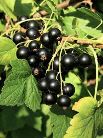 Karayemiş  fidanı(Laurocerasus officinalis),2 adet