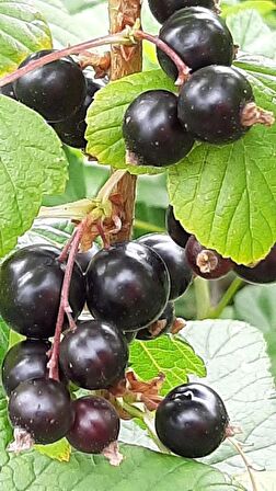 Karayemiş  fidanı(Laurocerasus officinalis),2 adet