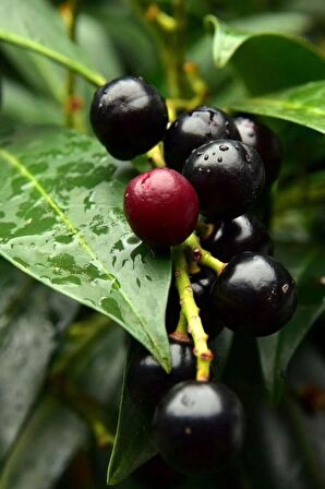 Karayemiş  fidanı(Laurocerasus officinalis),2 adet