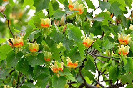 Saksılı Lale Ağacı Fidanı | (Liriodendron tulipifera)  Geniş Yapraklı ve Hızlı Büyüyen Ağaç Fidanı 1-2 yaş saksılı