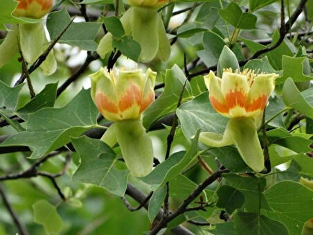 Saksılı Lale Ağacı Fidanı | (Liriodendron tulipifera)  Geniş Yapraklı ve Hızlı Büyüyen Ağaç Fidanı 1-2 yaş saksılı