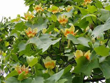 Saksılı Lale Ağacı Fidanı | (Liriodendron tulipifera)  Geniş Yapraklı ve Hızlı Büyüyen Ağaç Fidanı 1-2 yaş saksılı