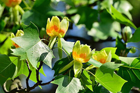 Saksılı Lale Ağacı Fidanı | (Liriodendron tulipifera)  Geniş Yapraklı ve Hızlı Büyüyen Ağaç Fidanı 1-2 yaş saksılı