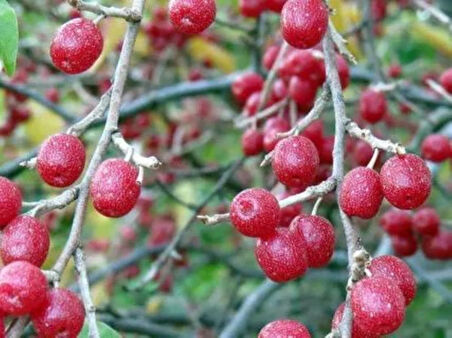 Herdem Yeşil Güz Yemişi Fidanı (Arbutus unedo) - Bahçeniz İçin [1 adet saksılı 1 yaş