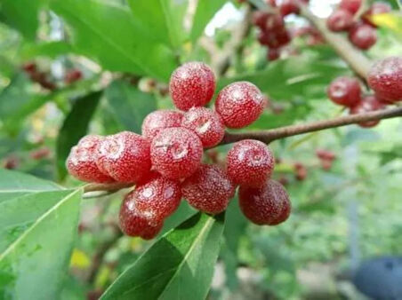 Herdem Yeşil Güz Yemişi Fidanı (Arbutus unedo) - Bahçeniz İçin [1 adet saksılı 1 yaş