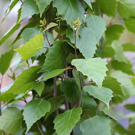 "Huş Ağacı Fidanı (Betula pendula) - Bahçenize Estetik ve Gölge Katın"60-80 cm tüplü