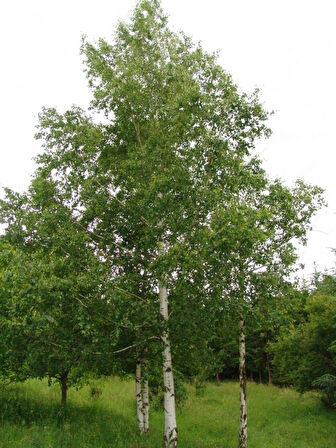 "Huş Ağacı Fidanı (Betula pendula) - Bahçenize Estetik ve Gölge Katın"60-80 cm tüplü