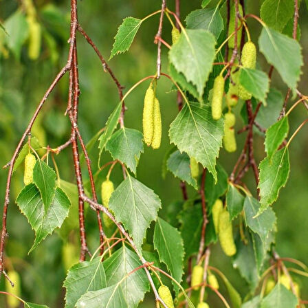 "Huş Ağacı Fidanı (Betula pendula) - Bahçenize Estetik ve Gölge Katın"60-80 cm tüplü