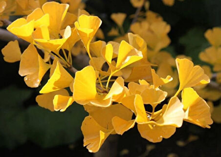 "Mabet Ağacı (Ginkgo biloba) Fidanı - Bahçenize Zarafet ve Tarihi Dokunuş"2 adet 1 yaş