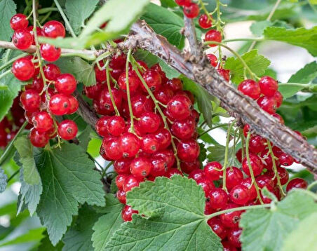 "Tüplü 3 Adet Frenk Üzümü fidanı (Ribes rubrum) - Bahçenize Renk ve Tat Katın"