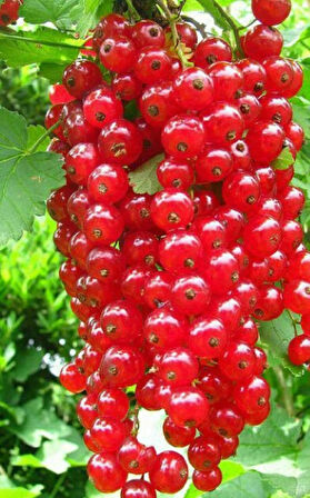 "Tüplü 3 Adet Frenk Üzümü fidanı (Ribes rubrum) - Bahçenize Renk ve Tat Katın"