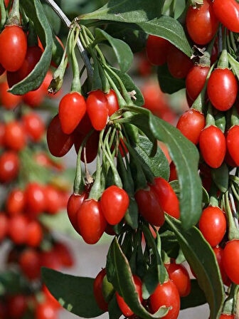 1 Adet "Gojiberry Fidanı - Bahçeniz İçin Tatlı ve Sağlıklı Bir Seçim"1 yaş