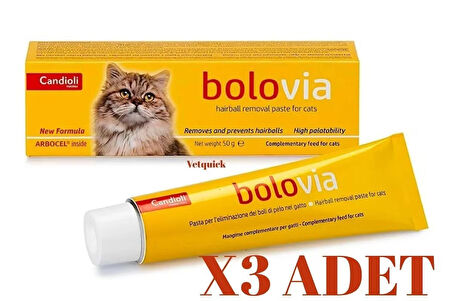 Bolovia Kedi Maltı