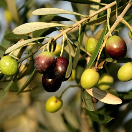 "Zeytin Ağacı Fidanı - Bahçenize Akdeniz Esintisi Katın"1-2 yaş saksılı