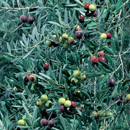 "Zeytin Ağacı Fidanı - Bahçenize Akdeniz Esintisi Katın"1-2 yaş saksılı