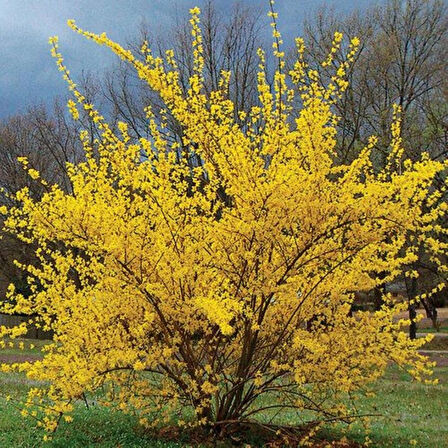 1 Adet "Tüplü Altın Çanak (Forsythia) Fidanı - Bahçeniz İçin Zarif ve Dayanıklı ağaç"