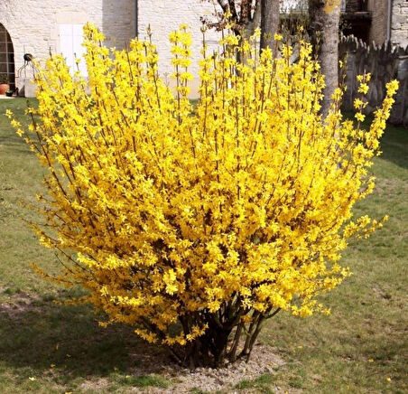 1 Adet "Tüplü Altın Çanak (Forsythia) Fidanı - Bahçeniz İçin Zarif ve Dayanıklı ağaç"