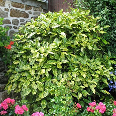 Akuba Japon Defne Fidanı - Aucuba Japonica | Gölge Alanlar İçin İdeal Fidan 35-45 cm boylarda 1-2 yaş arası tüplü