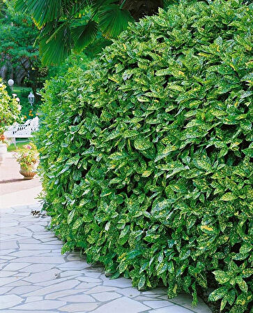 Akuba Japon Defne Fidanı - Aucuba Japonica | Gölge Alanlar İçin İdeal Fidan 35-45 cm boylarda 1-2 yaş arası tüplü
