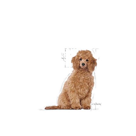 Royal Canin Poodle Yavru Köpek Maması 3kg