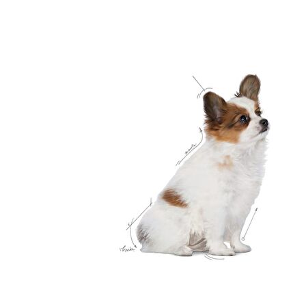 Royal Canin Xsmall Puppy 3 kg Yavru Köpek Maması