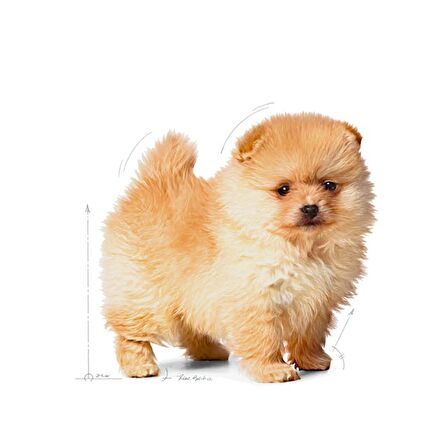 Royal Canin Mini İndoor Puppy 1.5 kg Yavru Köpek Maması