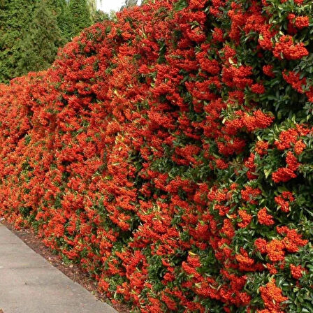 "Sağlıklı ve Canlı Ateş Dikeni (Pyracantha) - Kolay Yetişen ve Dayanıklı"