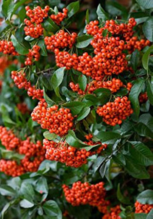 "Sağlıklı ve Canlı Ateş Dikeni (Pyracantha) - Kolay Yetişen ve Dayanıklı"