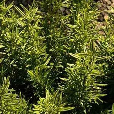 "1-2 Yaşında Biberiye Fidanı - Sağlıklı ve Hızlı Büyüyen Aromatik Bitki"1 adet